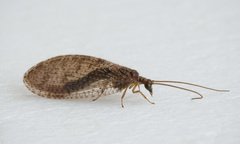 Hemerobius simulans