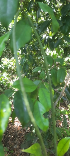 Alafia caudata thumbnail