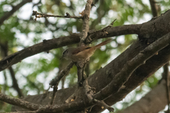 Synallaxis stictothorax