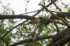 Synallaxis stictothorax