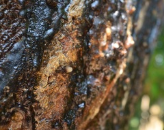 Homotrigona apicalis