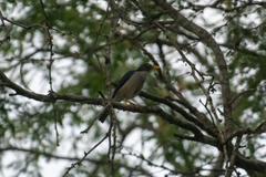 Turdus reevei