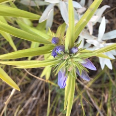 Gentianeae