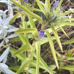 Gentianeae