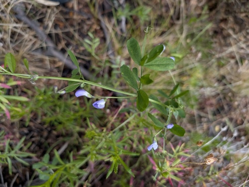 Magellanic vetchling (Lathyrus magellanicus)