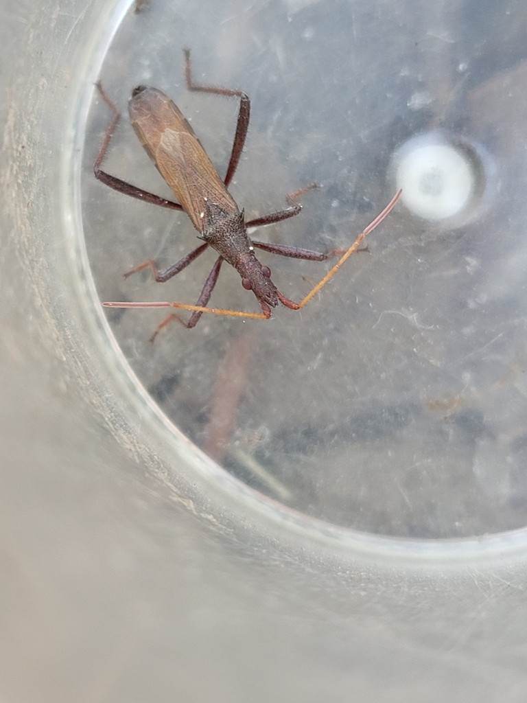 Dicranocephalus mucronifer