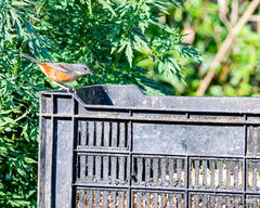 Microspingus cabanisi