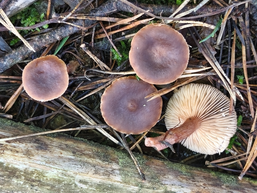 Lactarius hepaticus · December 2025 · photo: © jose_castro (iNaturalist, CC)