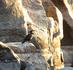 Phalacrocorax carbo