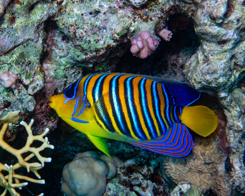 Pygoplites diacanthus