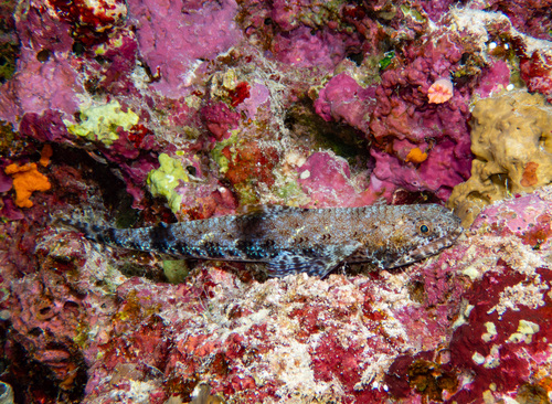 Saurida gracilis