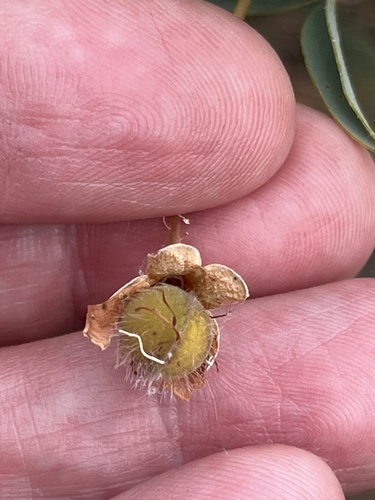 York Road Poison (Gastrolobium calycinum)