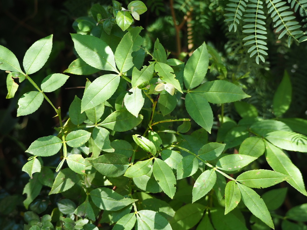 Winged prickly ash