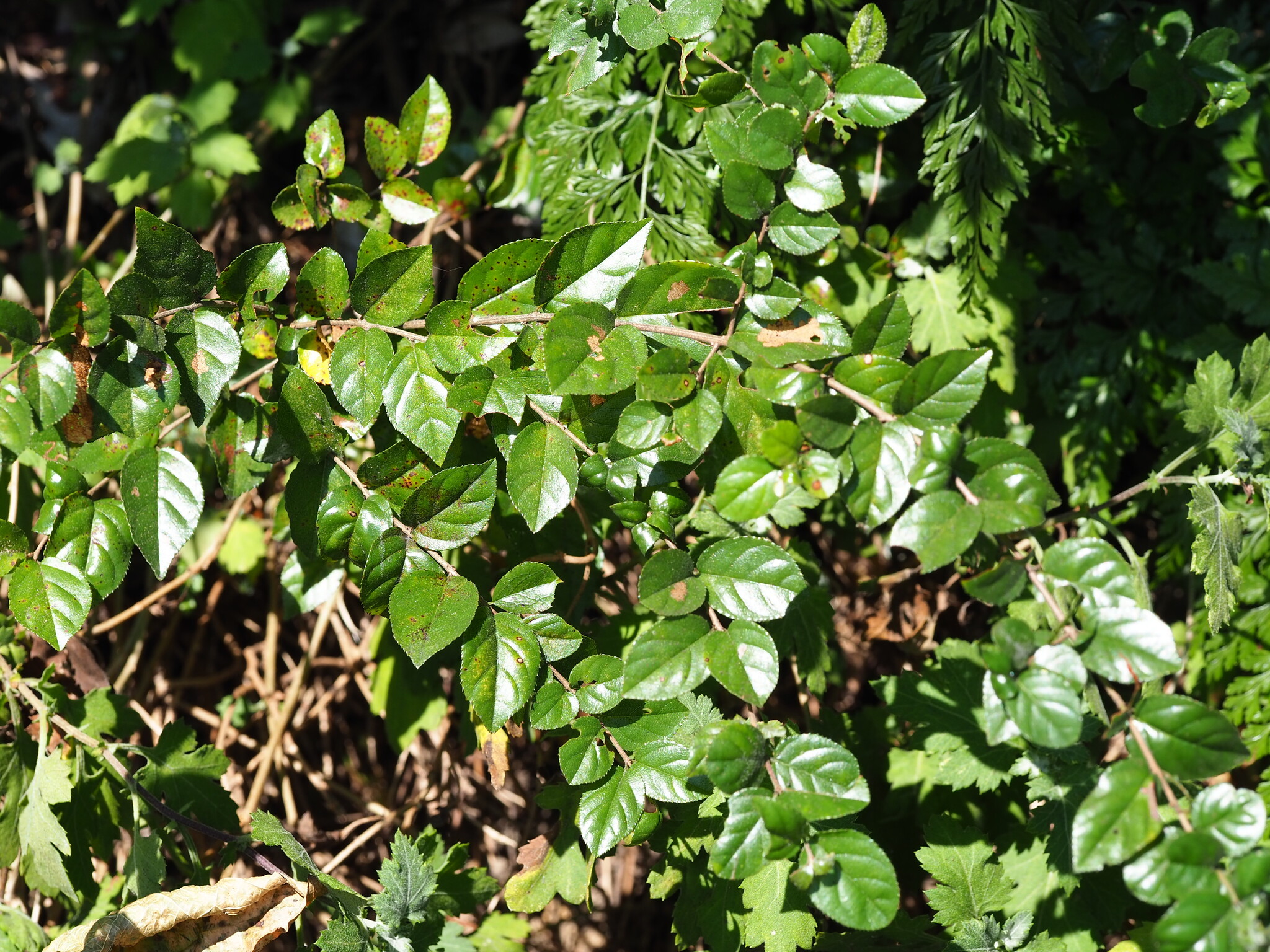 Sageretia Thea (Sageretia thea)