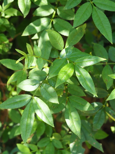 Zanthoxylum armatum (Zanthoxylum armatum)