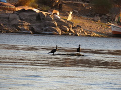 Phalacrocorax carbo