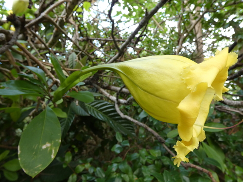 Chalice vine (Solandra longiflora)