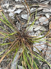 Stylidium affine, photograph (c) Rob Beattie, some rights reserved (CC BY)