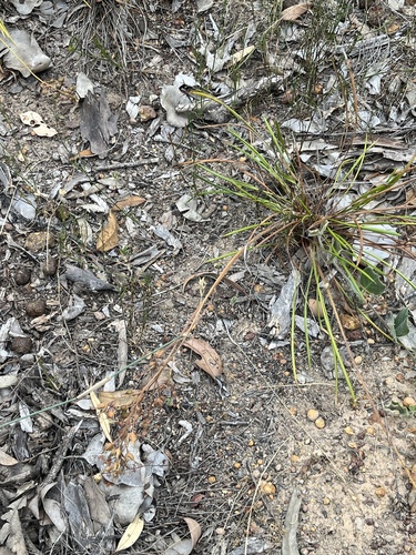 Stylidium affine, photograph 5