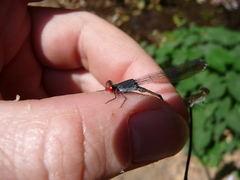 Pseudagrion sublacteum