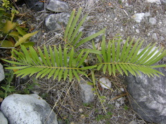 Zamia loddigesii