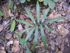 Zamia loddigesii