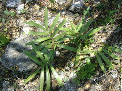 Zamia loddigesii