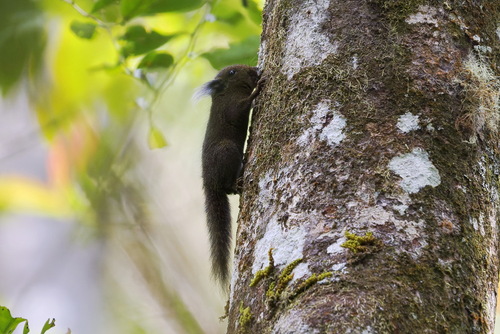 Tufted Pygmy Squirrel