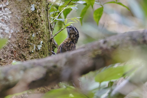 Mountain Wren-Babbler (Gypsophila crassa), photo 4