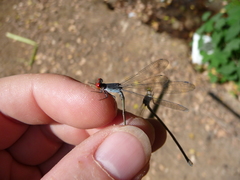 Pseudagrion sublacteum
