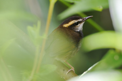 Bornean Stubtail (Urosphena whiteheadi), photo 8