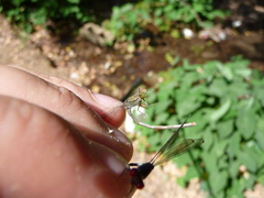Pseudagrion sublacteum