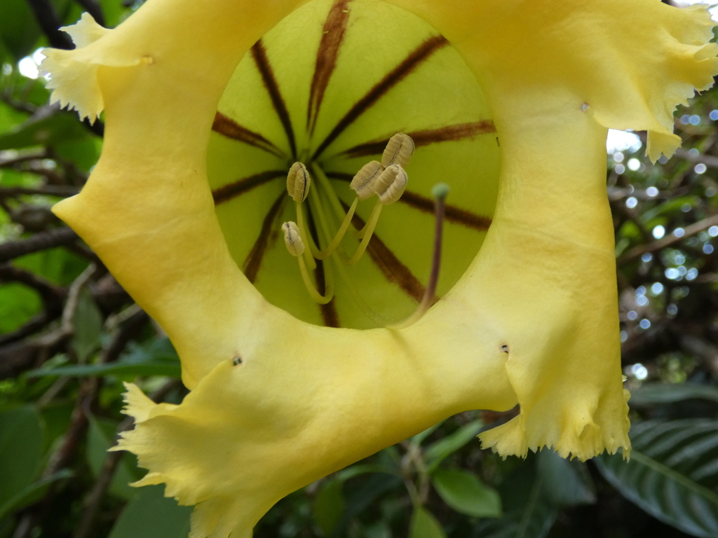 Solandra longiflora; photograph (c) Alison Copeland, some rights reserved (CC BY)