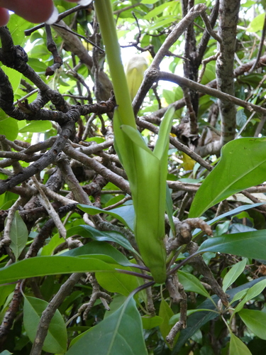 Solandra longiflora, photograph 4
