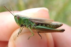 Pseudochorthippus montanus