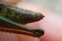 Pseudochorthippus montanus