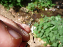 Pseudagrion sublacteum