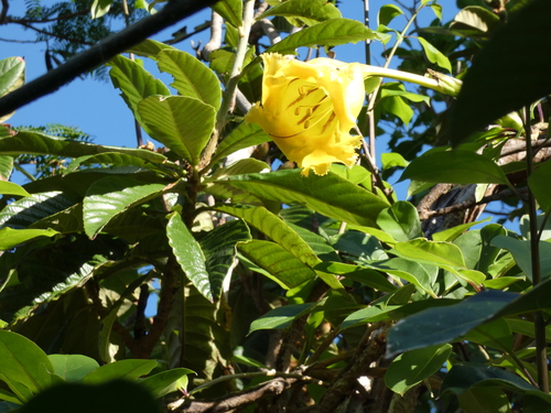 Solandra longiflora, photograph 6