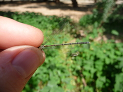Pseudagrion sublacteum