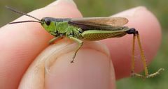 Pseudochorthippus montanus