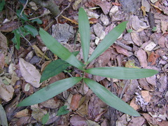 Zamia loddigesii