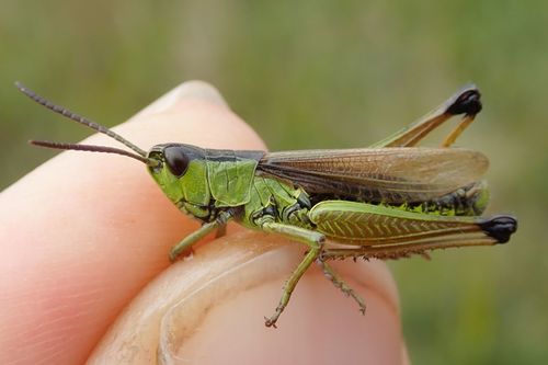 Water-meadow Grasshopper
