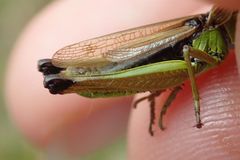 Pseudochorthippus montanus