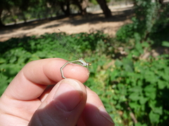 Pseudagrion sublacteum