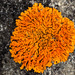 Sugared Sunburst Lichen - Photo (c) Chief RedEarth, some rights reserved (CC BY-NC-ND), uploaded by Chief RedEarth