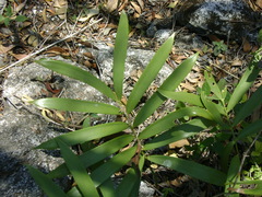 Zamia loddigesii