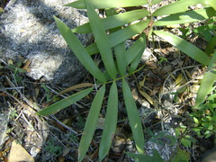 Zamia loddigesii