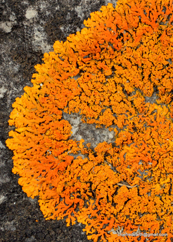 Sugared Sunburst Lichen