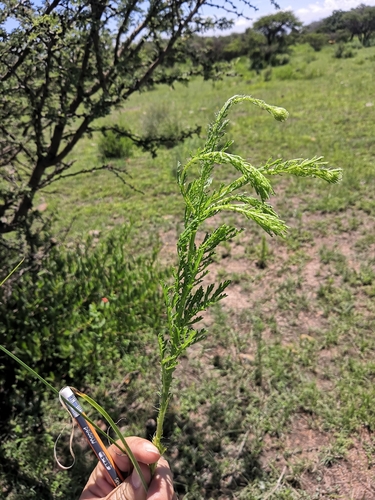Adenophyllum cancellatum, photograph 3