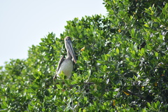 Pelecanus occidentalis